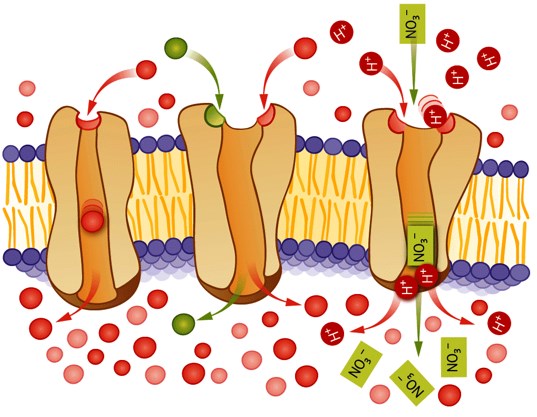 E11 Biologie Transportmechanismen an Biomembranen